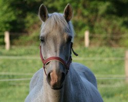 broodmare Welina (Hanoverian, 1994, from Werther)