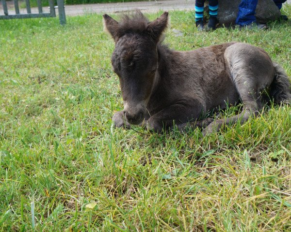 horse Pele vom Mühlenkamp (Shetland Pony, 2017, from Leonardo van Jeestebeck)