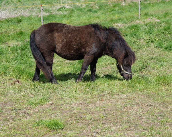 Springpferd Kassy vom Stepenitztal (Shetland Pony, 2007, von Lindenbooms Indigo)