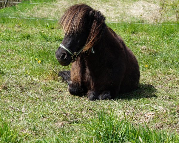 Zuchtstute Perle vom Stepenitztal (Shetland Pony, 2007, von Lindenbooms Indigo)