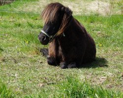 Zuchtstute Perle vom Stepenitztal (Shetland Pony, 2007, von Lindenbooms Indigo)