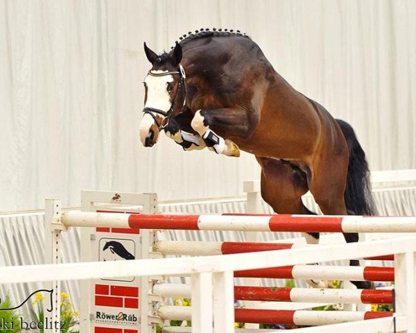 stallion SPOT CASH PJ (Hanoverian, 2011, from Stolzenberg)