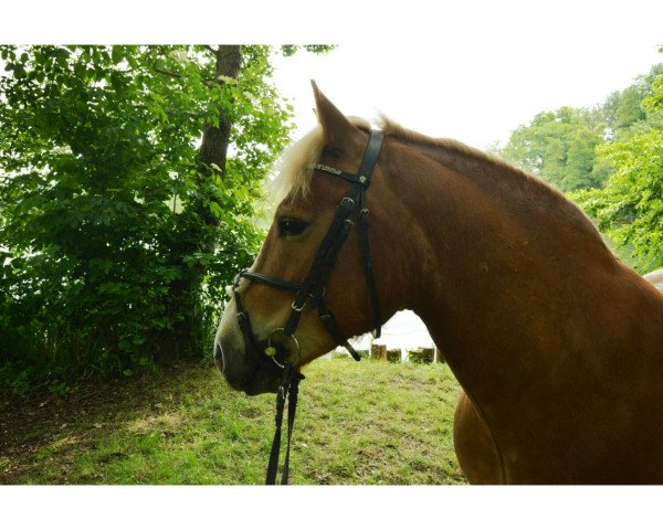 dressage horse Prinz (Welsh, 2010)