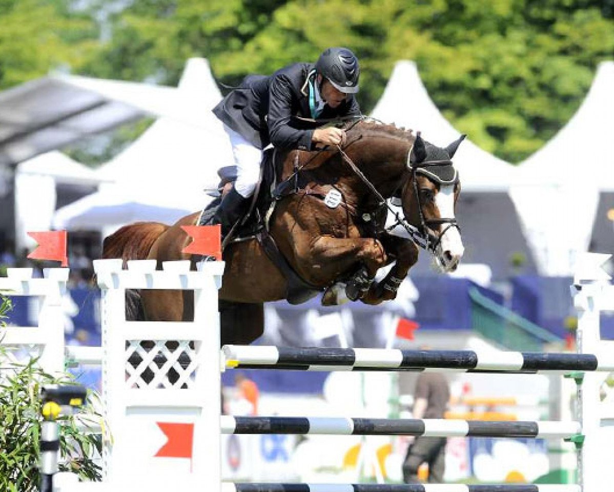 stallion Ludwigs As (Oldenburg, 2003, from Ludwig von Bayern 168 FIN)