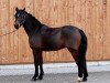 dressage horse Nantano 42 (German Riding Pony, 2011, from Nobel Nagano NRW)