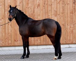 dressage horse Nantano 42 (German Riding Pony, 2011, from Nobel Nagano NRW)