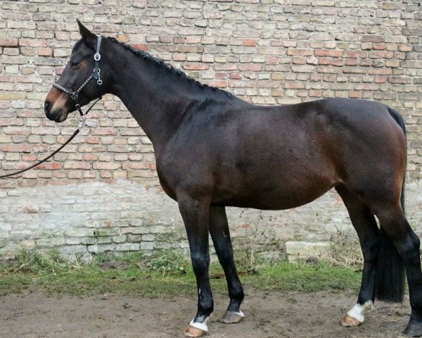broodmare Decontendra (Oldenburg show jumper, 2005, from Contendro I)