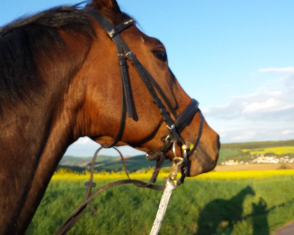 dressage horse Fiderklang (German Sport Horse, 2008, from Fidertanz)