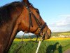 dressage horse Fiderklang (German Sport Horse, 2008, from Fidertanz)