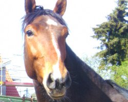 dressage horse Wacholder 70 (German Sport Horse, 2006, from Wackerbarth)