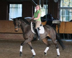 Zuchtstute Sierra Tequila B (Trakehner, 2005, von Guter Planet)