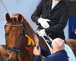 dressage horse Relashio (Hanoverian, 2004, from Rosario 37)