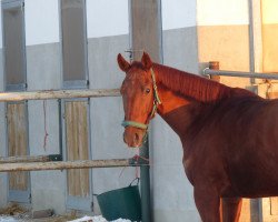 dressage horse Lucaja (Hannoveraner, 2011, from Le Rouge 7)