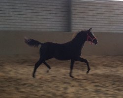 broodmare Obsession of Darkness (German Riding Pony, 2017, from Okawango Alpha)