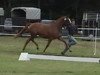 broodmare Lady Chatterly (Westphalian, 2004, from Londonderry)