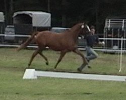 broodmare Lady Chatterly (Westphalian, 2004, from Londonderry)