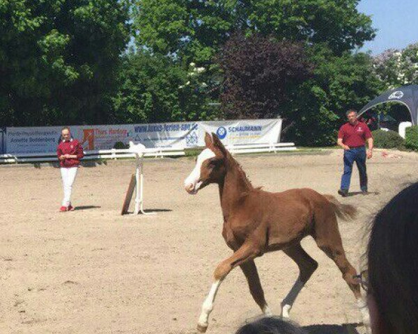 Springpferd Hengst von Clarimo/ Contender/ Alcatraz (Holsteiner, 2015, von Clarimo Ask)