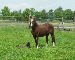 broodmare Serena (German Riding Pony, 1994, from Brillant)