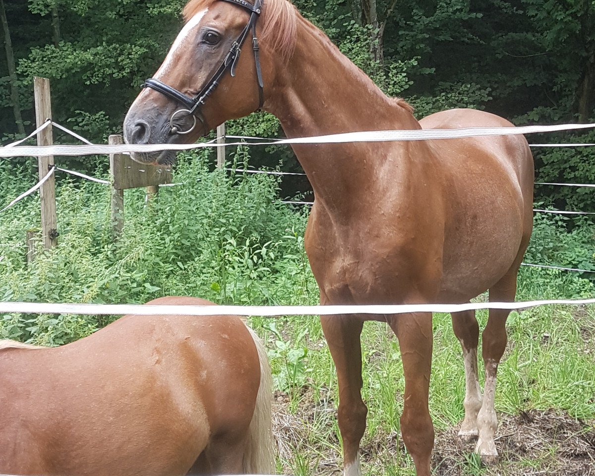 Springpferd Quickstar de la Source (Belgium Sporthorse, 2000, von Idolatre)