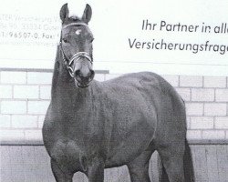 Springpferd Saphiro 7 (Westfale, 2003, von Sterling)