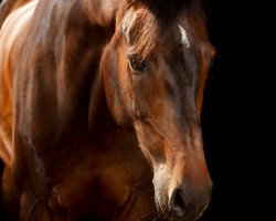 jumper Focus 45 (KWPN (Royal Dutch Sporthorse), 2010, from Azteca VDL)