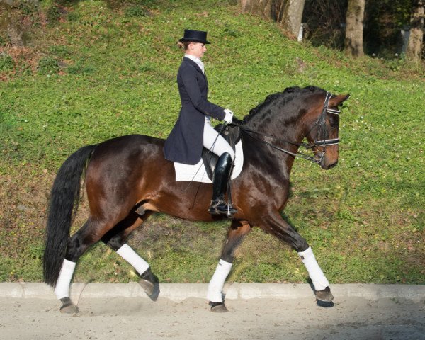 stallion Revanche de Rubin (Oldenburg, 2002, from Rubin Royal OLD)