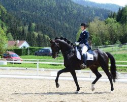 Pferd Quanikos 153 FIN (Deutsches Sportpferd, 2007, von Quaterback)