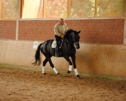 dressage horse Loxington (Rhinelander, 2007, from Lord Loxley I)