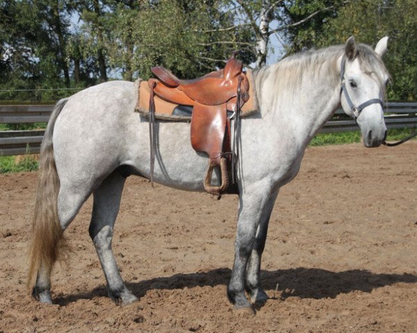 Pferd Honey (Connemara-Pony, 2013)