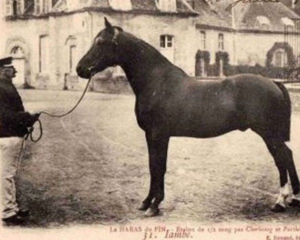 stallion Iambe (FR) (French Trotter, 1886, from Cherbourg (FR))