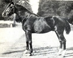 stallion Hoang (Anglo-Norman, 1907, from Smart)