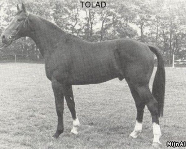 Deckhengst Tolad (Koninklijk Warmbloed Paardenstamboek Nederland (KWPN), 1977, von Duc de Normandie (Styx))