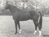 stallion Tolad (Royal Warmblood Studbook of the Netherlands (KWPN), 1977, from Duc de Normandie (Styx))