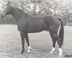 Deckhengst Tolad (KWPN (Niederländisches Warmblut), 1977, von Duc de Normandie (Styx))