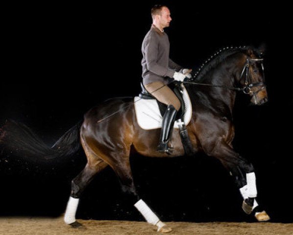stallion Latin King (Trakehner, 2004, from Hibiskus)