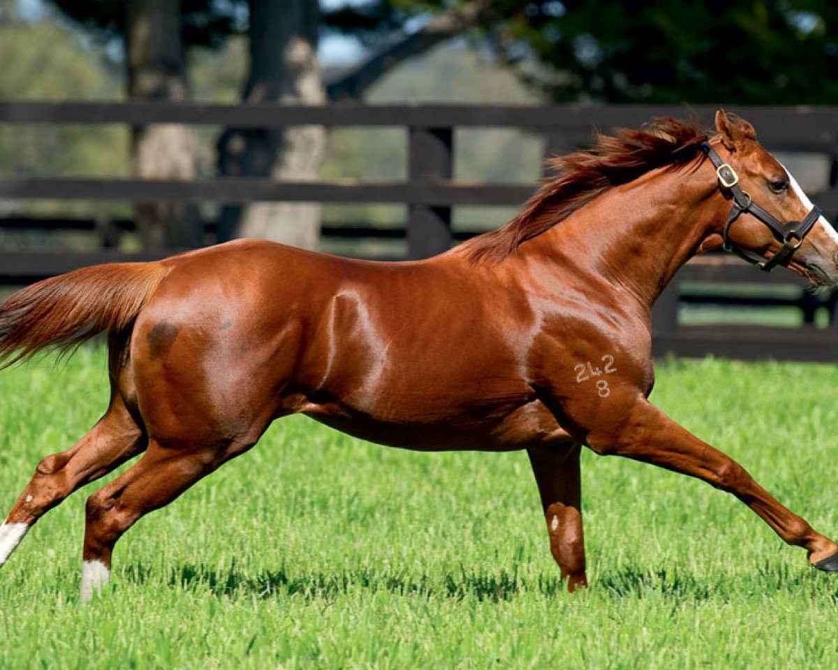 Deckhengst Helmet xx (ISSA-Warmblut (Australien), 2008, von Exceed And Excel xx)