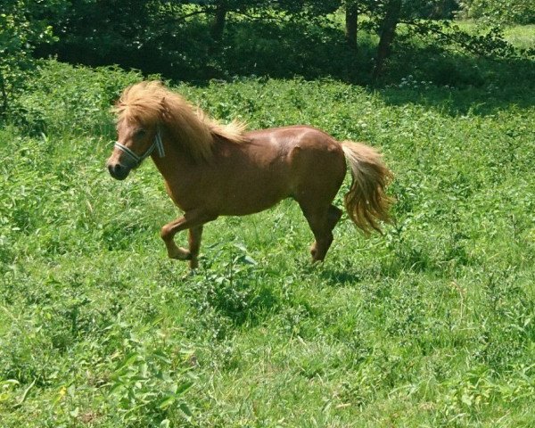 Zuchtstute Apalonia (Shetland Pony, 2015, von Alquin van't Heut)