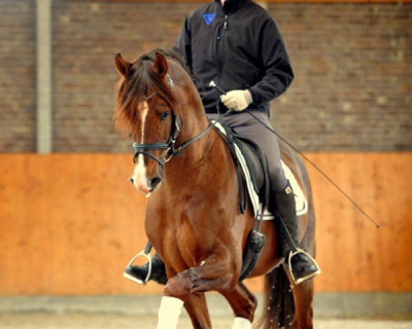 dressage horse Eurosport (Westphalian, 2008, from Estobar NRW)