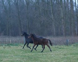 dressage horse So Wunderbar (Oldenburg, 2017, from Spörcken)