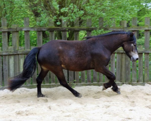 horse Knockma Big Foot (Connemara Pony, 2013)