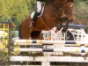 jumper Loro Piana Salomon Ter Wilgen (Belgian Warmblood, 1995, from Landetto)