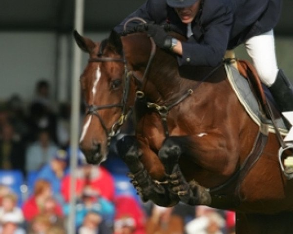 stallion Quel Hero de Muze (Belgium Sporthorse, 2000, from Power Light)