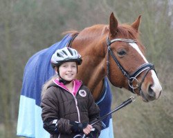 horse Harlekin R (Hanoverian, 2010, from High Crusador)