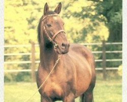 stallion Alpenkönig xx (Thoroughbred, 1967, from Tamerlane xx)