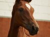 dressage horse Denkerherzchen (Oldenburg, 2017, from Danone 4)