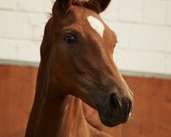 dressage horse Denkerherzchen (Oldenburg, 2017, from Danone 4)