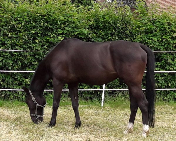 Pferd Chameur (Oldenburger, 2003, von Charon)