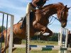 jumper Pascal (Trakehner, 2010, from Gluosnis xx)