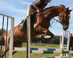 jumper Pascal (Trakehner, 2010, from Gluosnis xx)