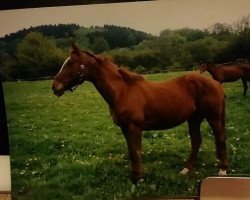 broodmare Bianka (Westphalian,  , from Bandoliero xx)